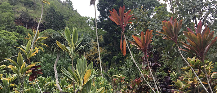 Touring Waimea Valley’s Conservation